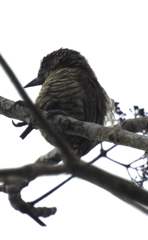 Lafresnaye's Piculet - ML632050284
