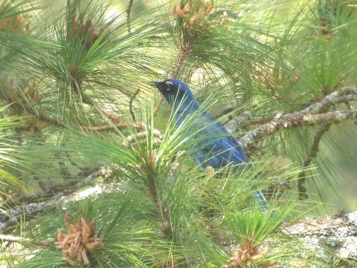 Steller's Jay - ML632050318