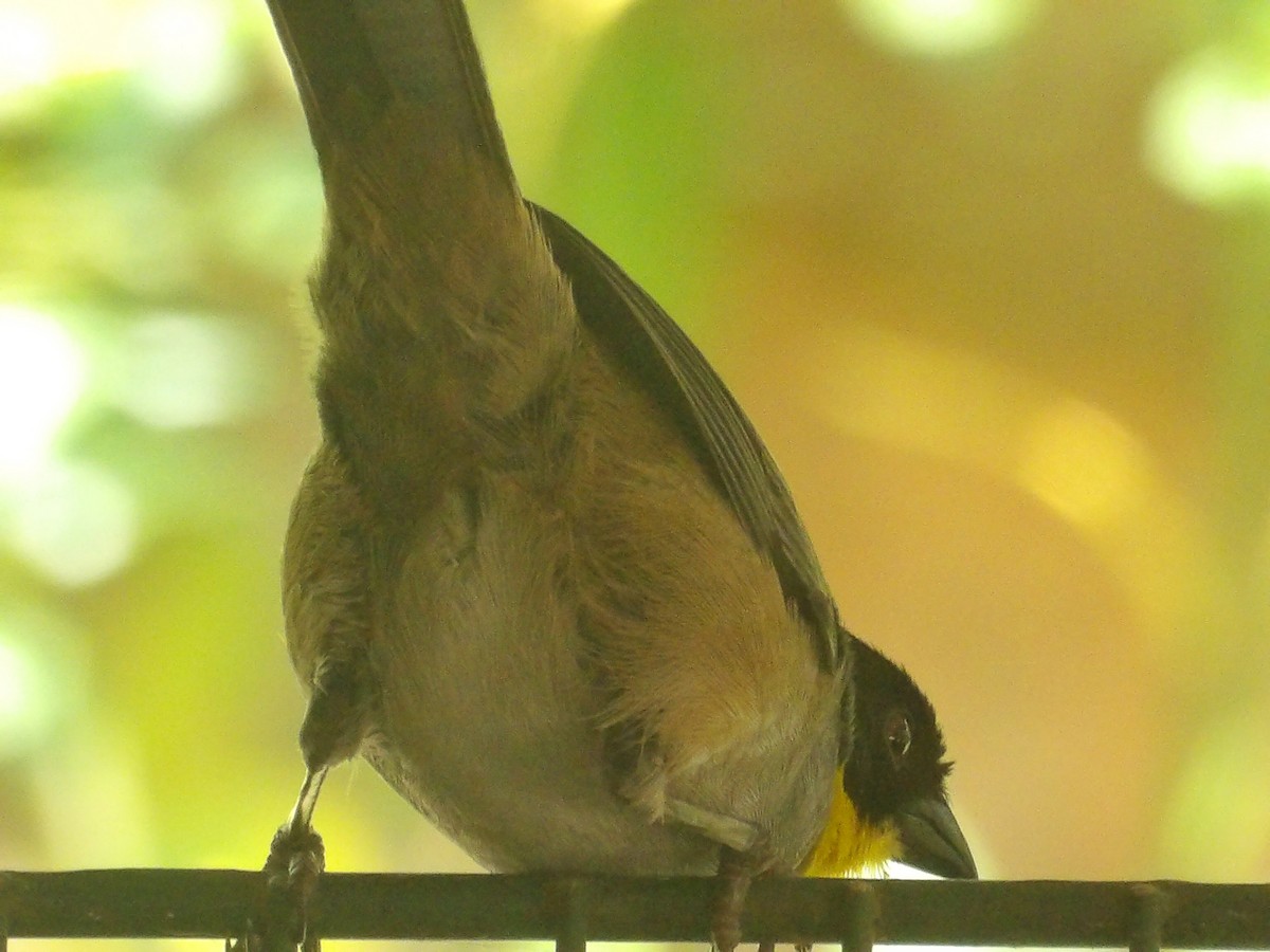 White-naped Brushfinch - ML632050328