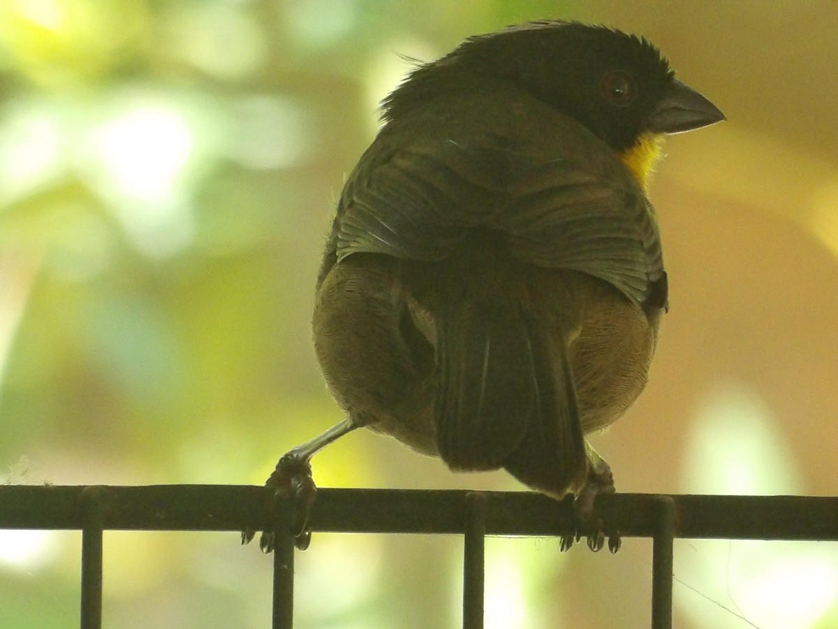 White-naped Brushfinch - ML632050329