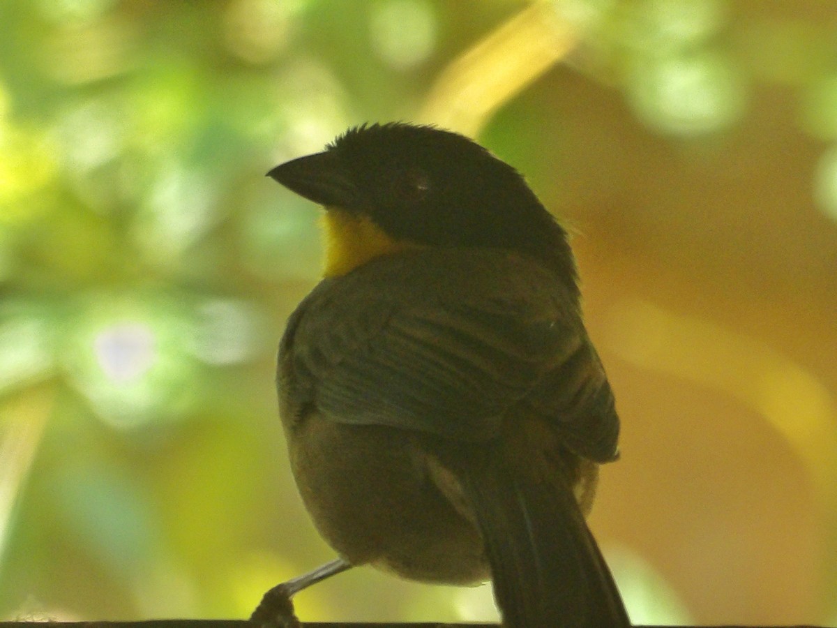 White-naped Brushfinch - ML632050330
