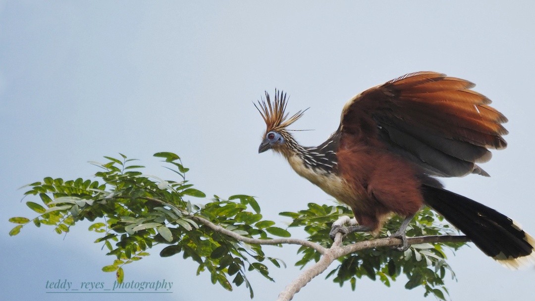 Hoatzin - ML632050336
