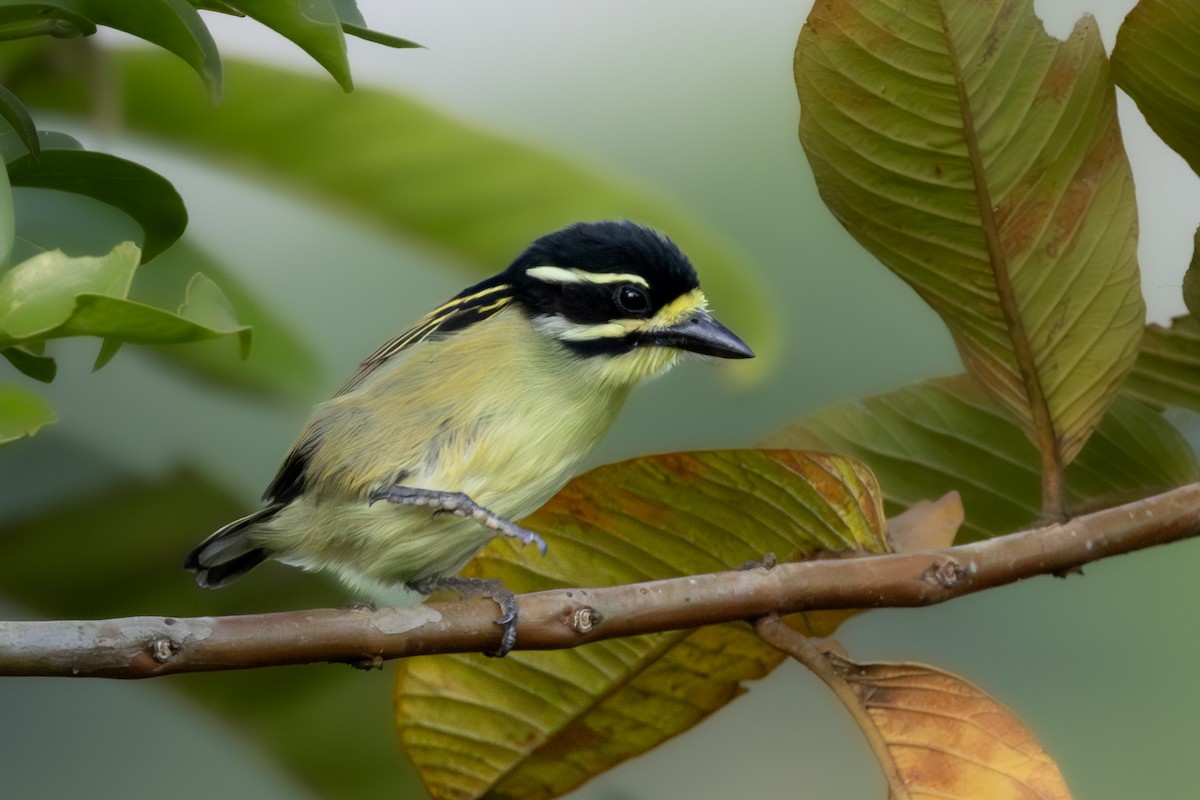 Yellow-throated Tinkerbird - ML632050340
