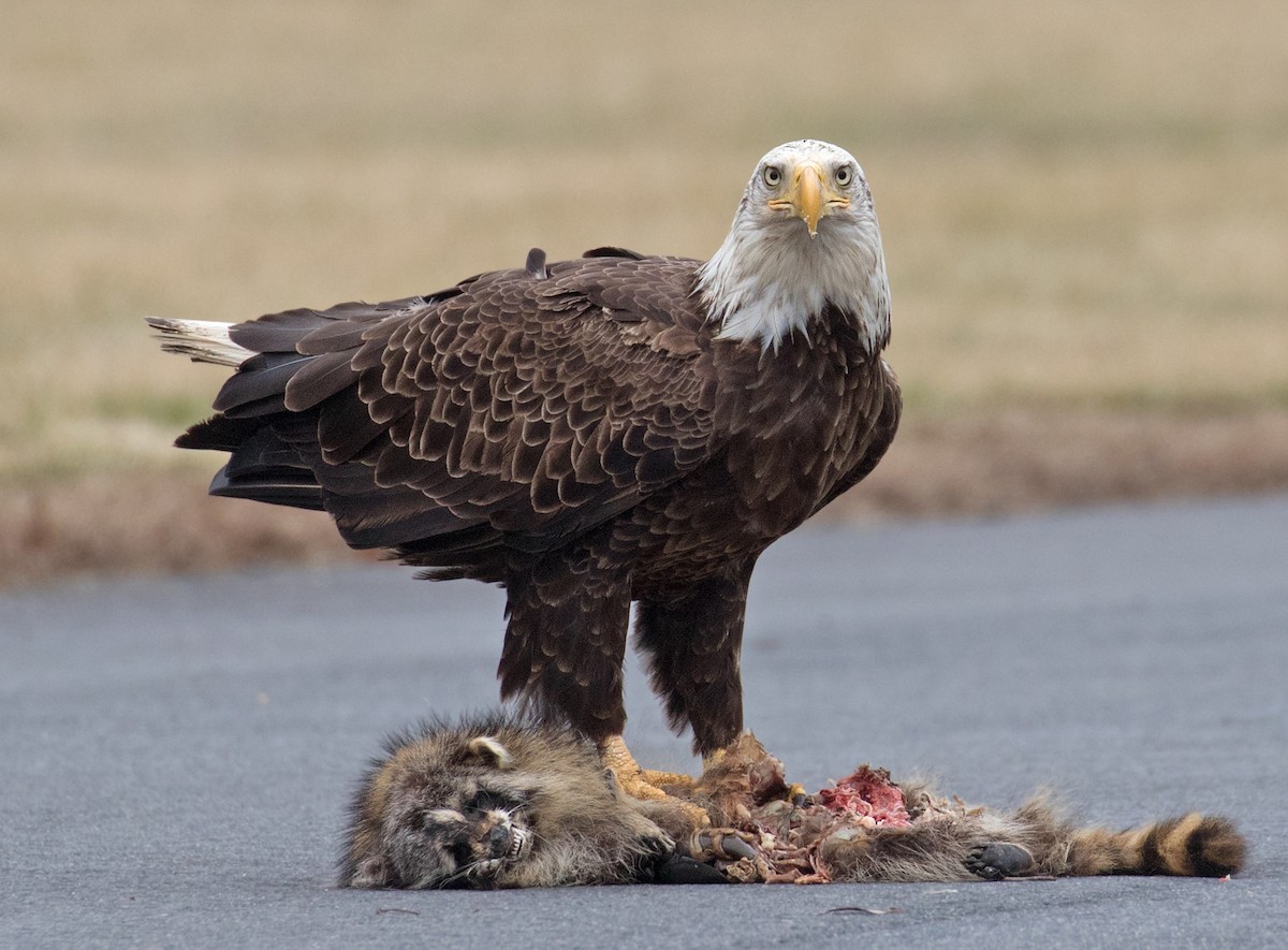 Bald Eagle - ML632050342