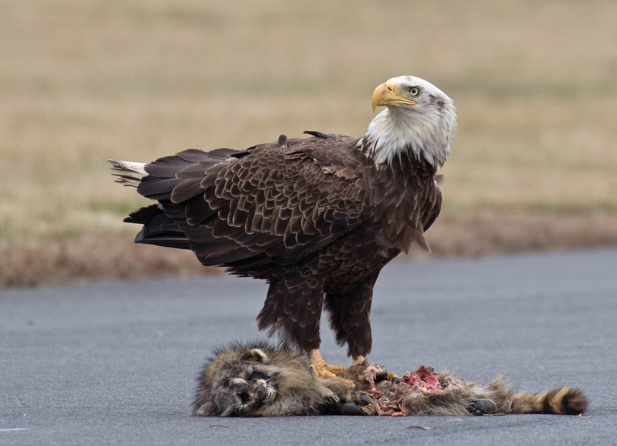 Bald Eagle - ML632050343