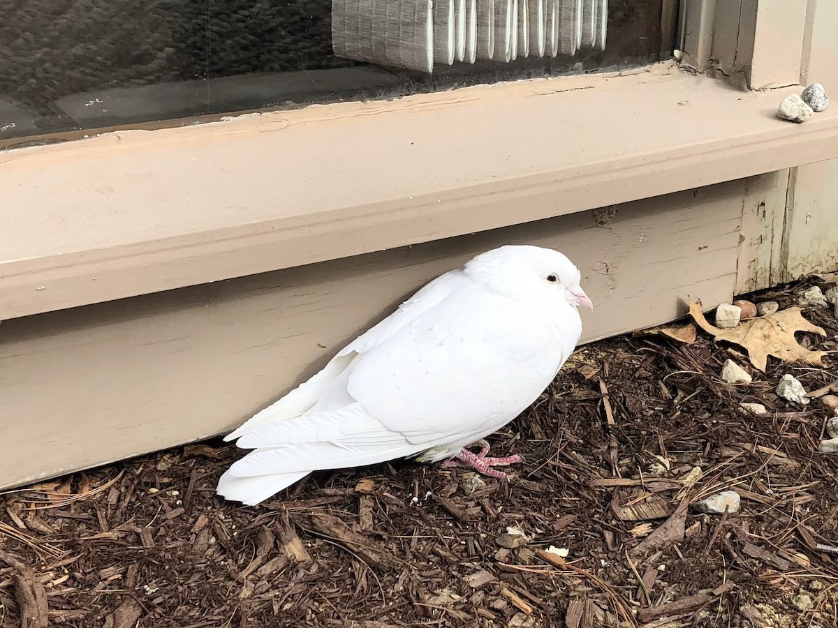 holub skalní (domácí) - ML632050345