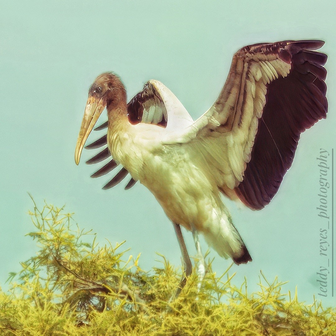 Wood Stork - ML632050373