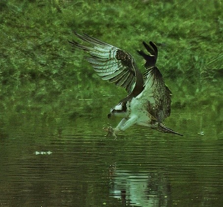 Osprey - ML632050413