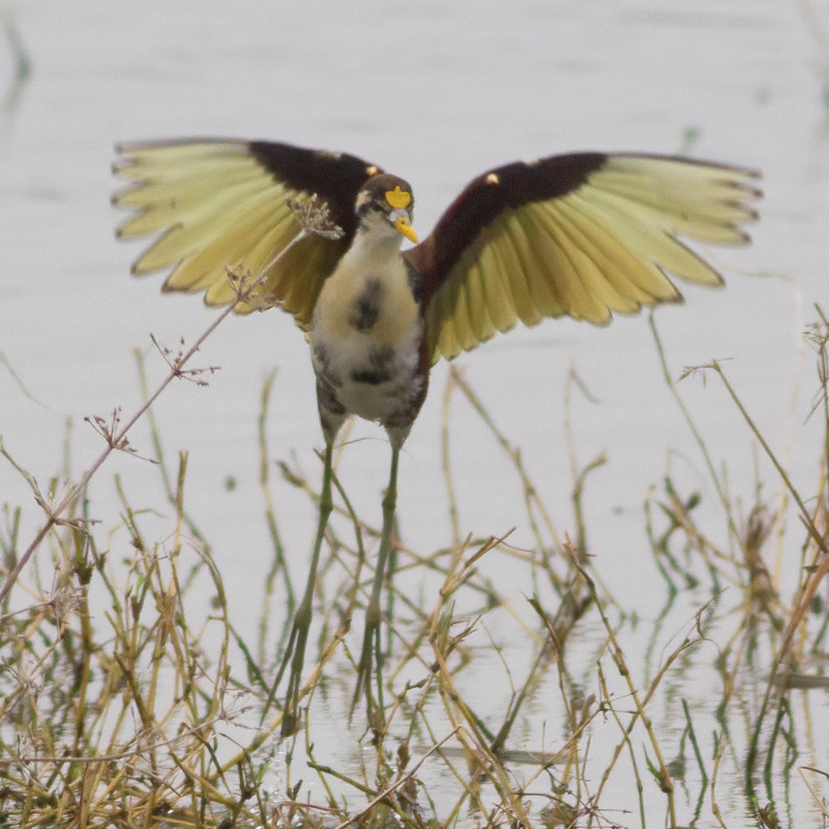 Northern Jacana - ML632050432