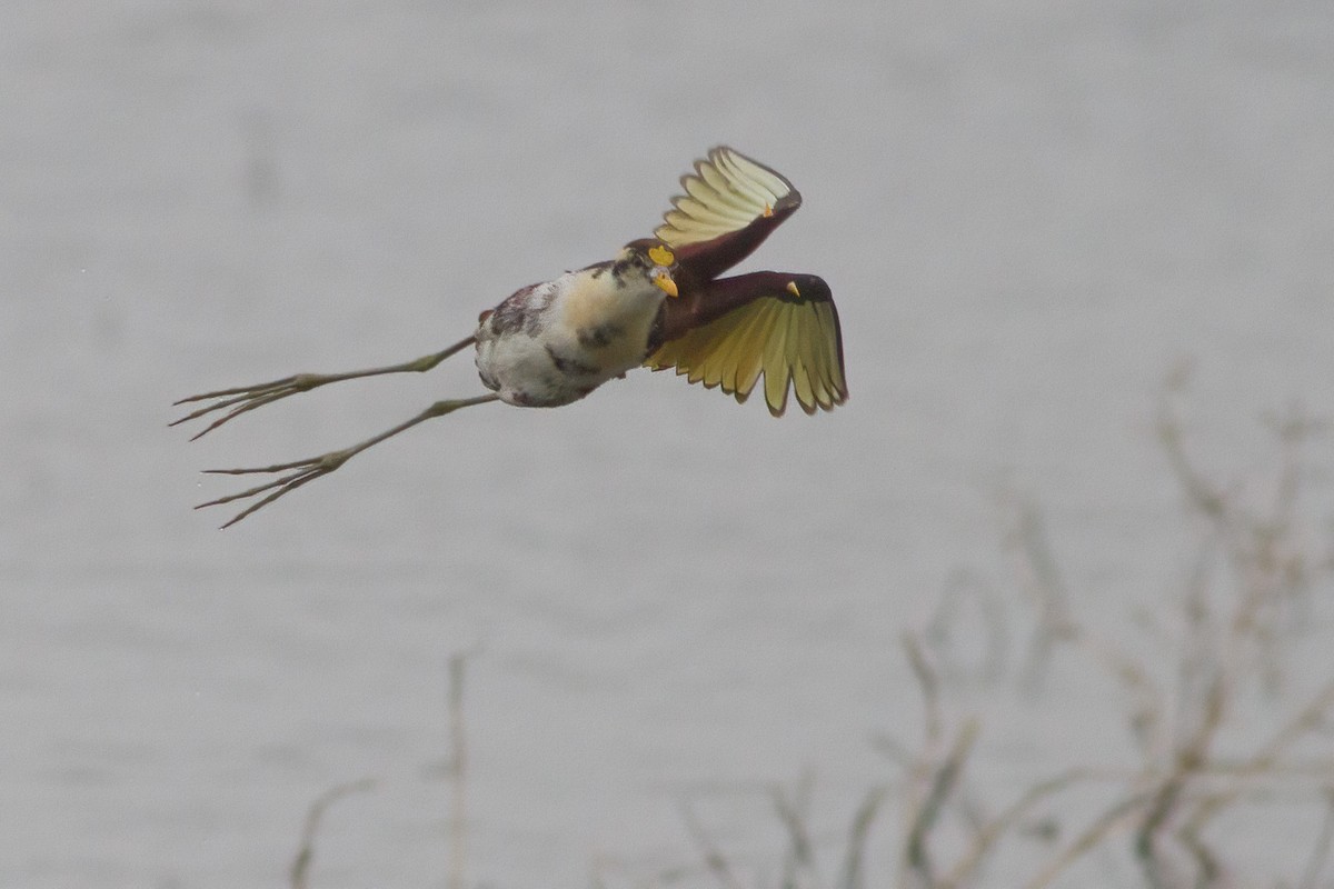 Northern Jacana - ML632050439