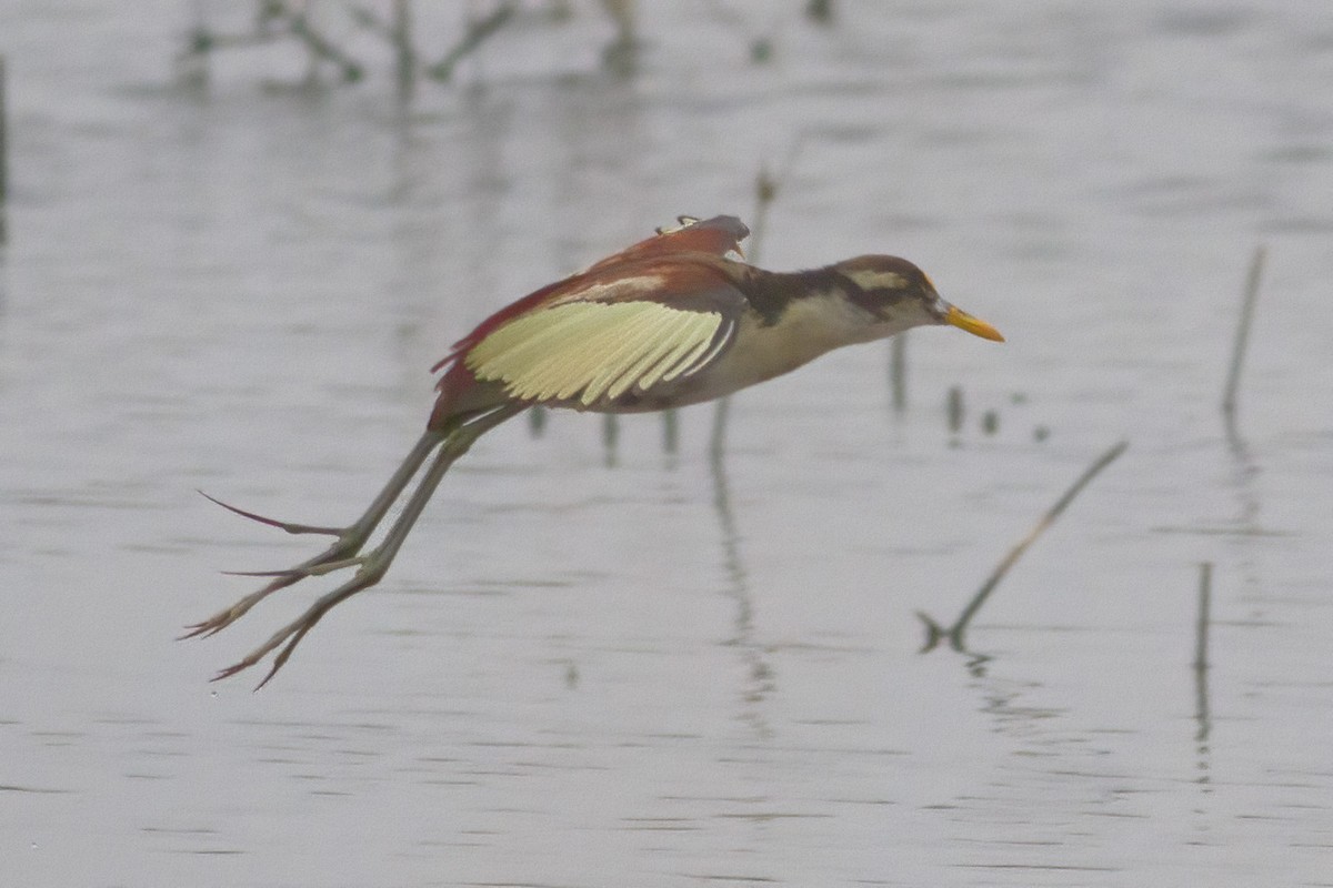 Northern Jacana - ML632050443