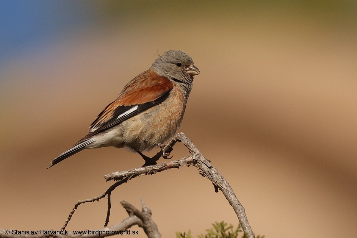 Yemen Linnet - ML632050501