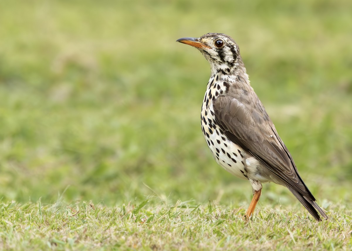 Groundscraper Thrush - ML632050520