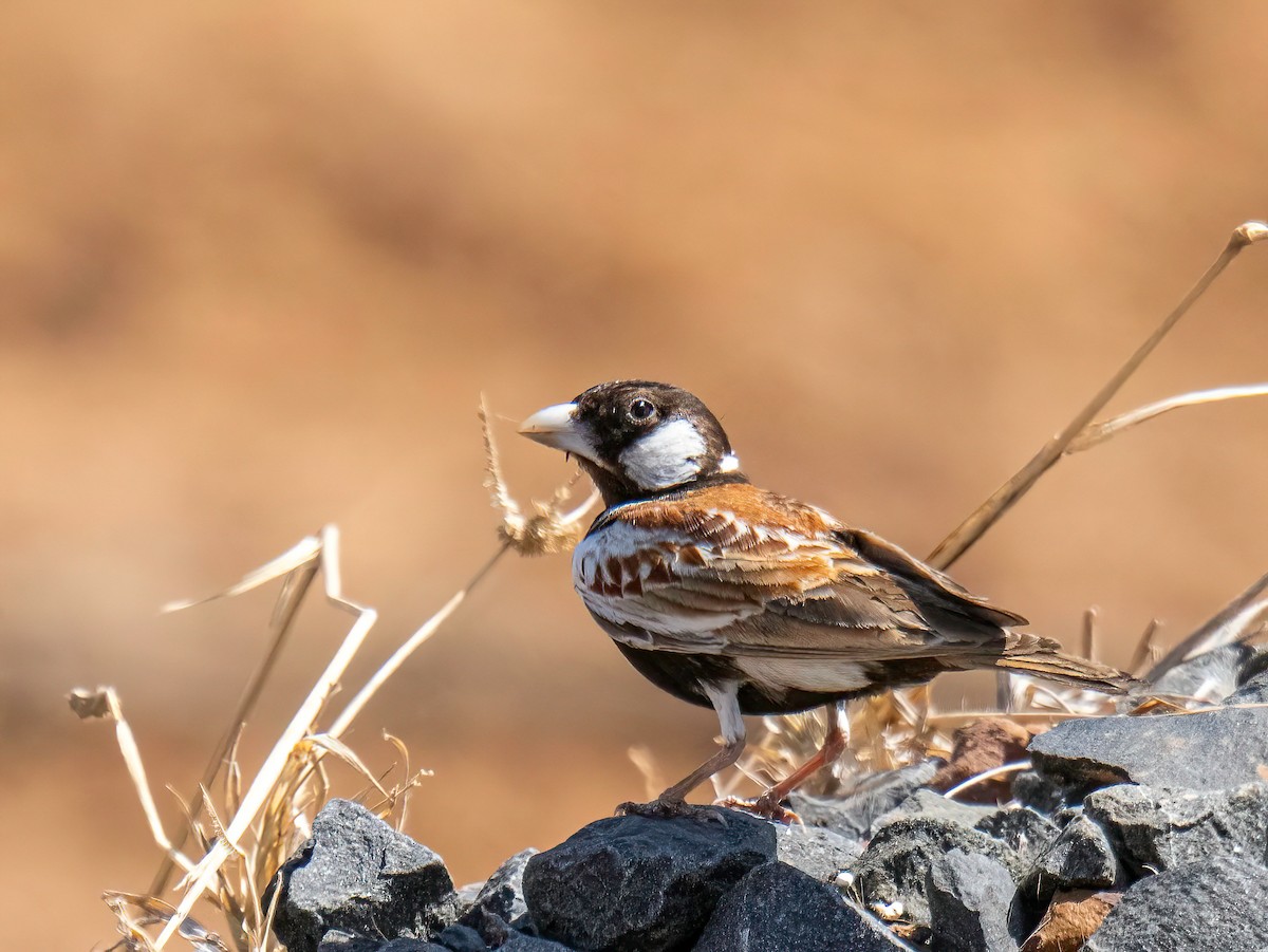 Chestnut-backed Sparrow-Lark - ML632050571
