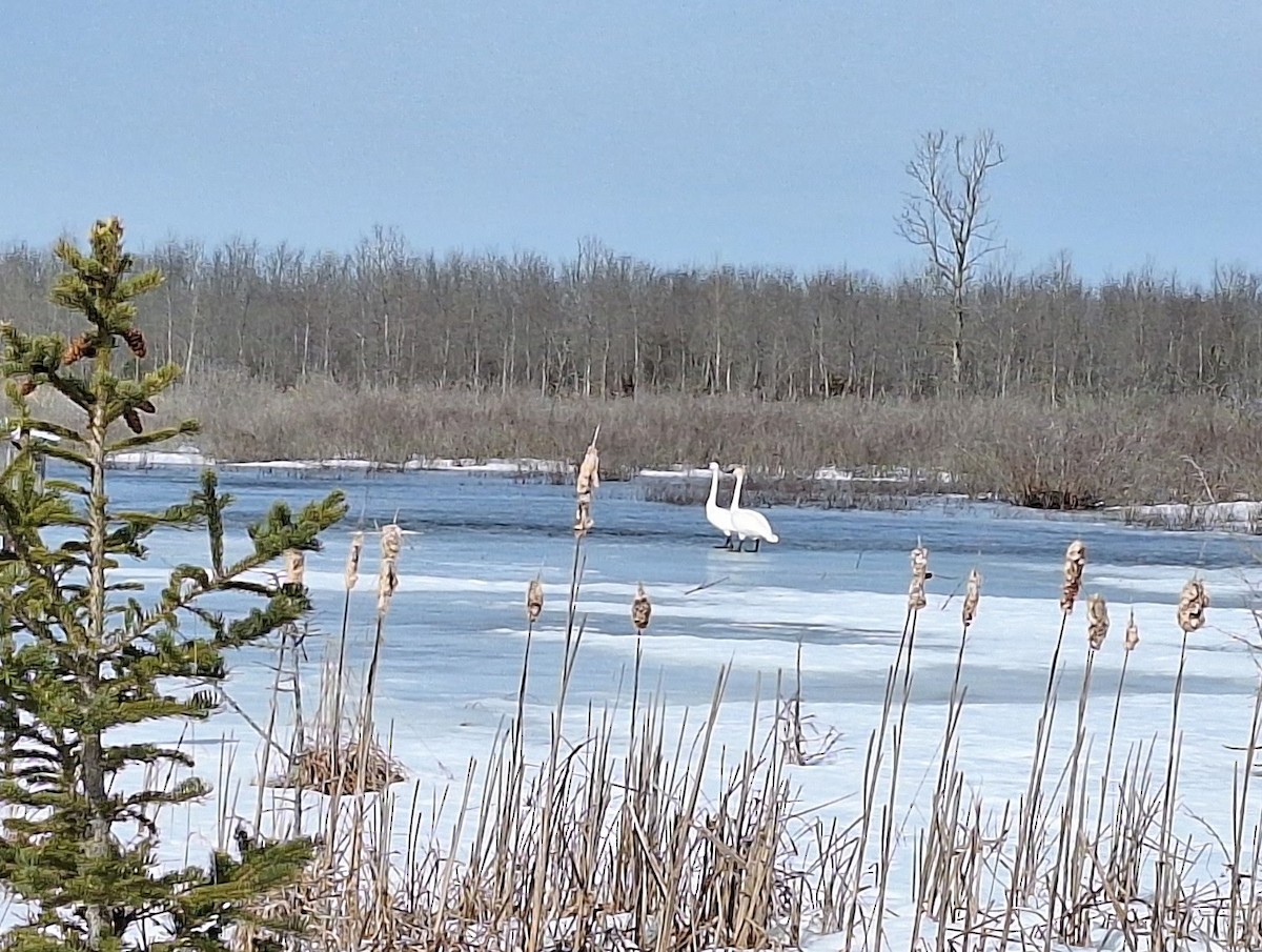 Trumpeter Swan - ML632050585