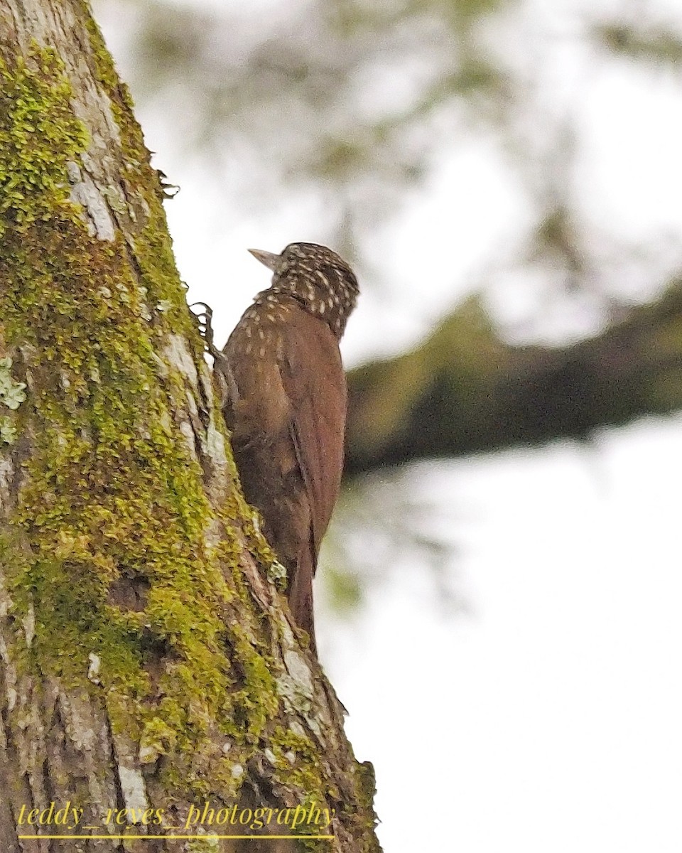 Straight-billed Woodcreeper - ML632050658