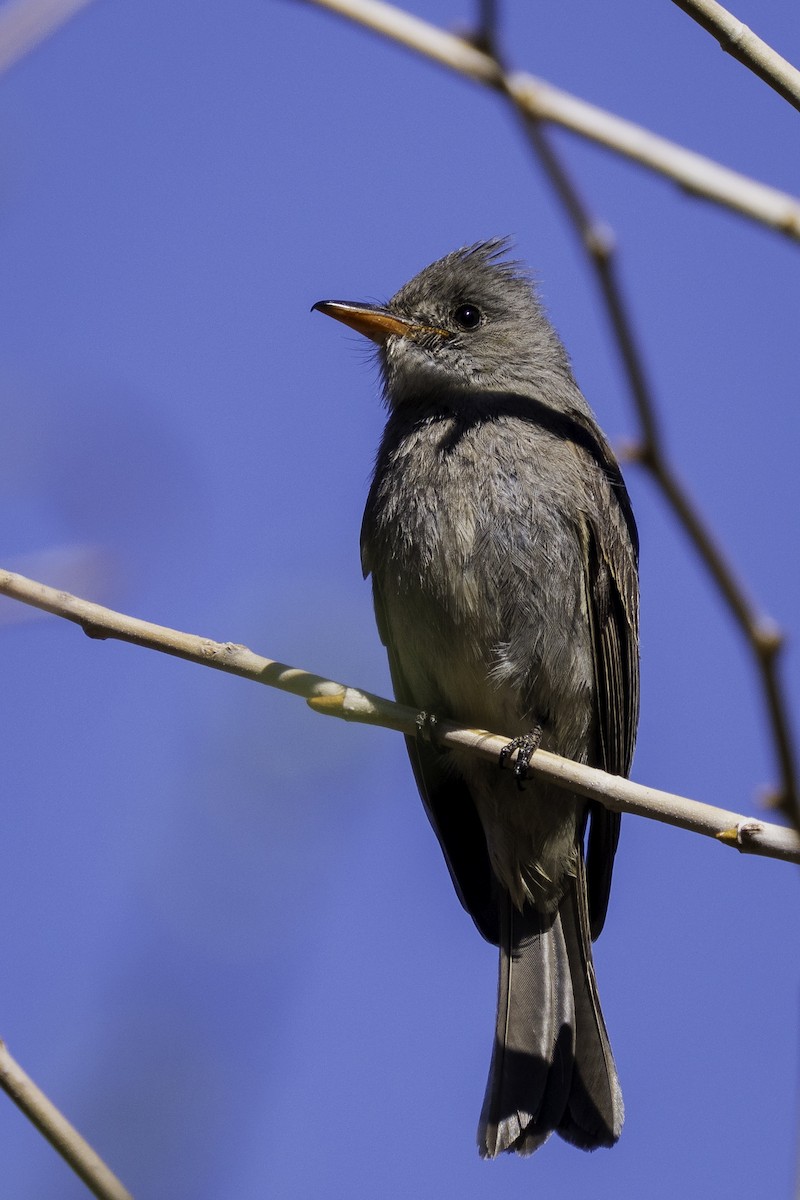 Greater Pewee - ML632050681
