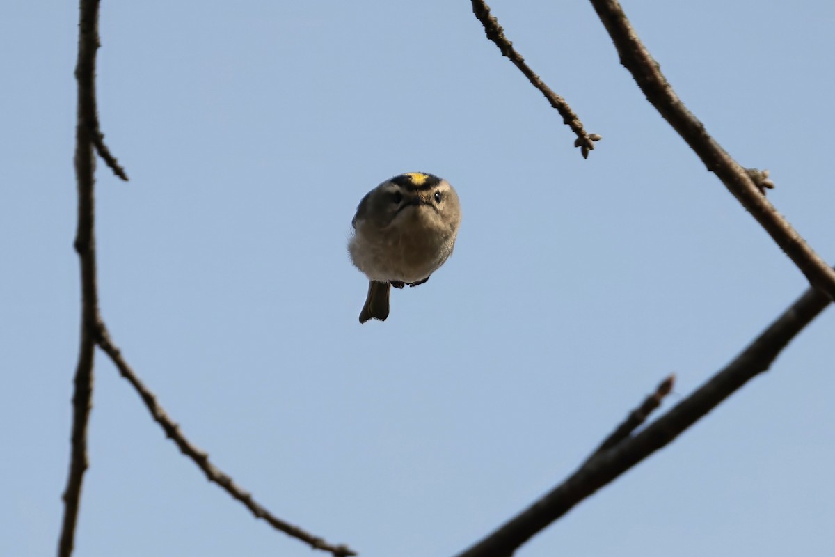 Golden-crowned Kinglet - ML632050682