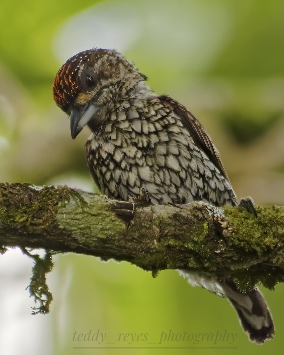 Scaled Piculet - ML632050720
