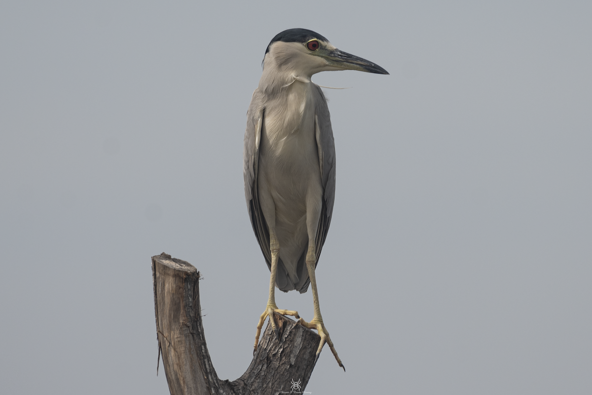 Black-crowned Night Heron - ML632050729