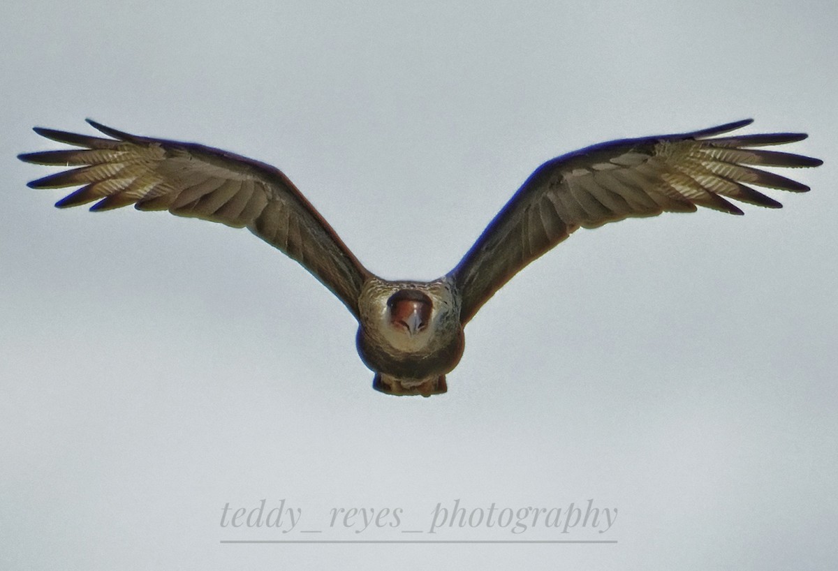 Crested Caracara - ML632050808