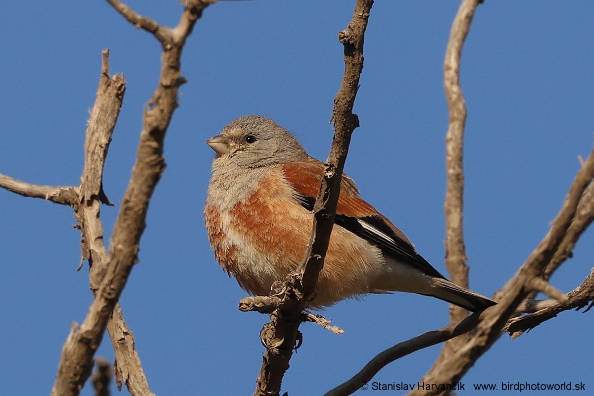 Yemen Linnet - ML632050821