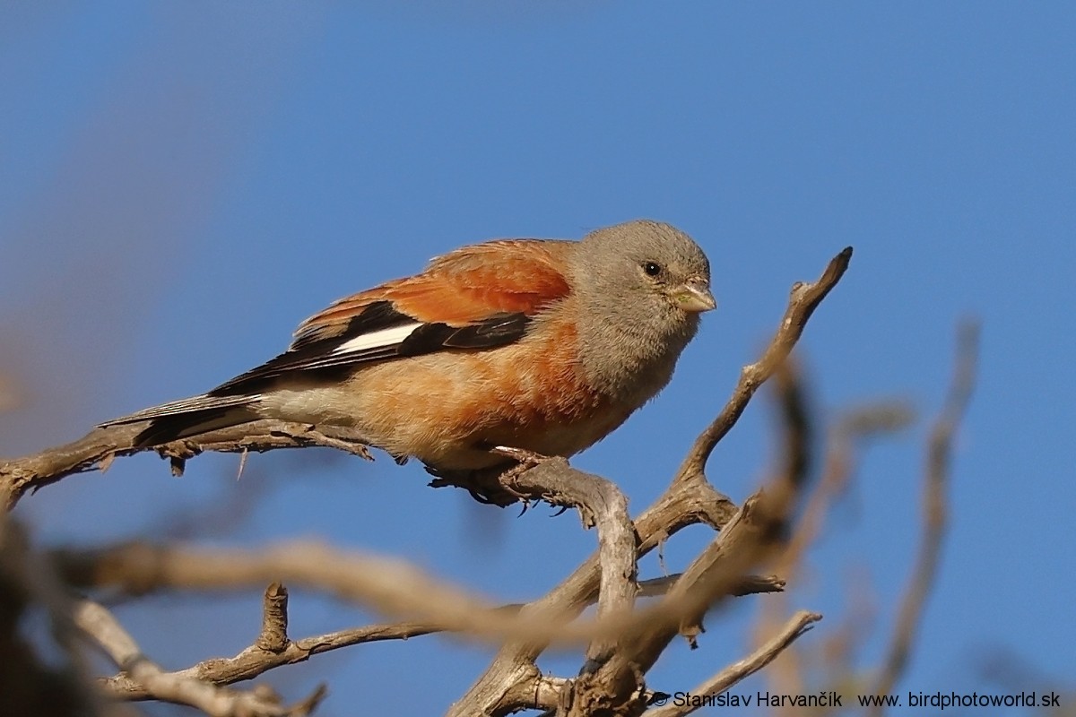 Yemen Linnet - ML632050823