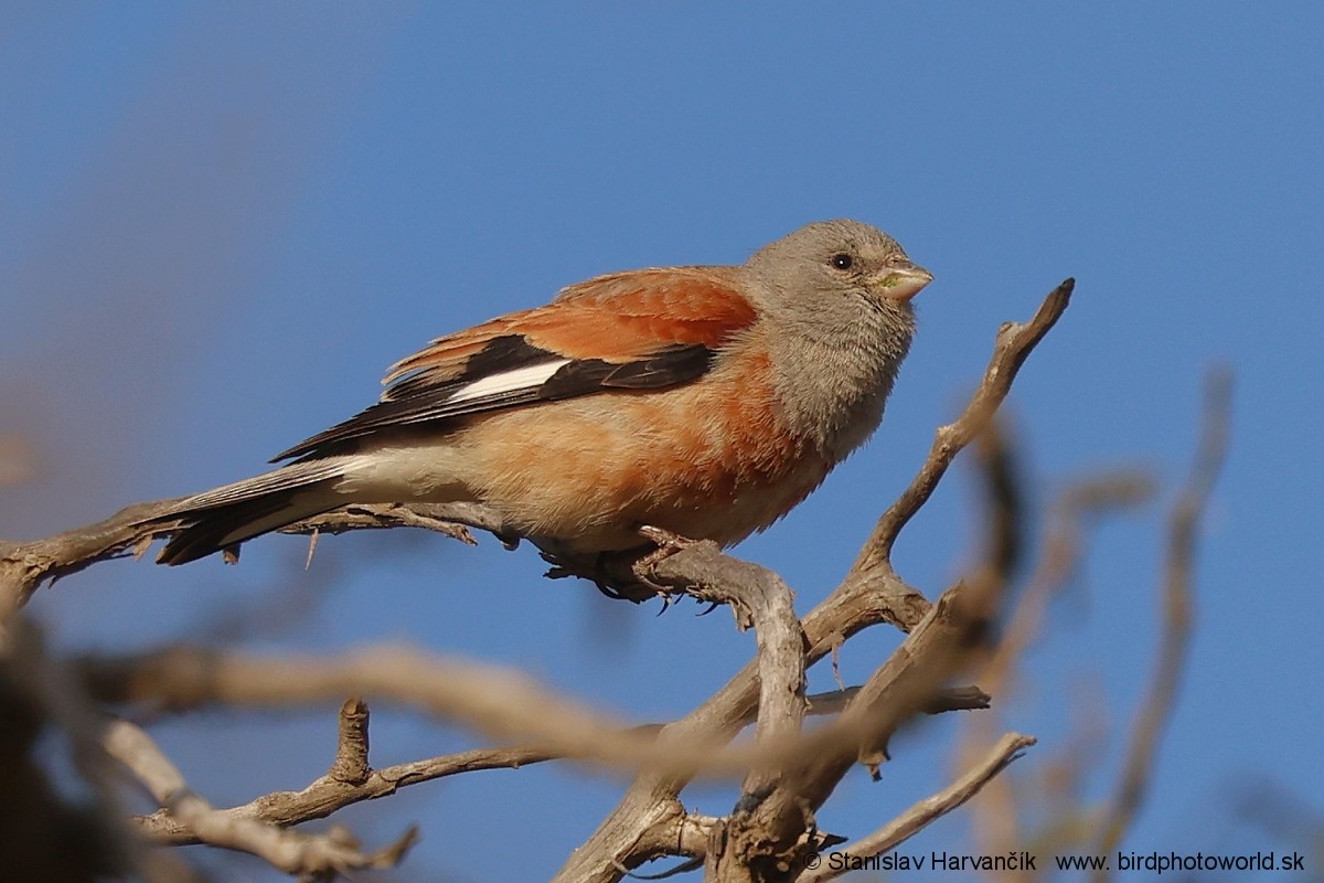 Yemen Linnet - ML632050824