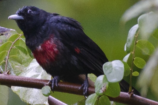 Black-and-crimson Oriole - ML632050828