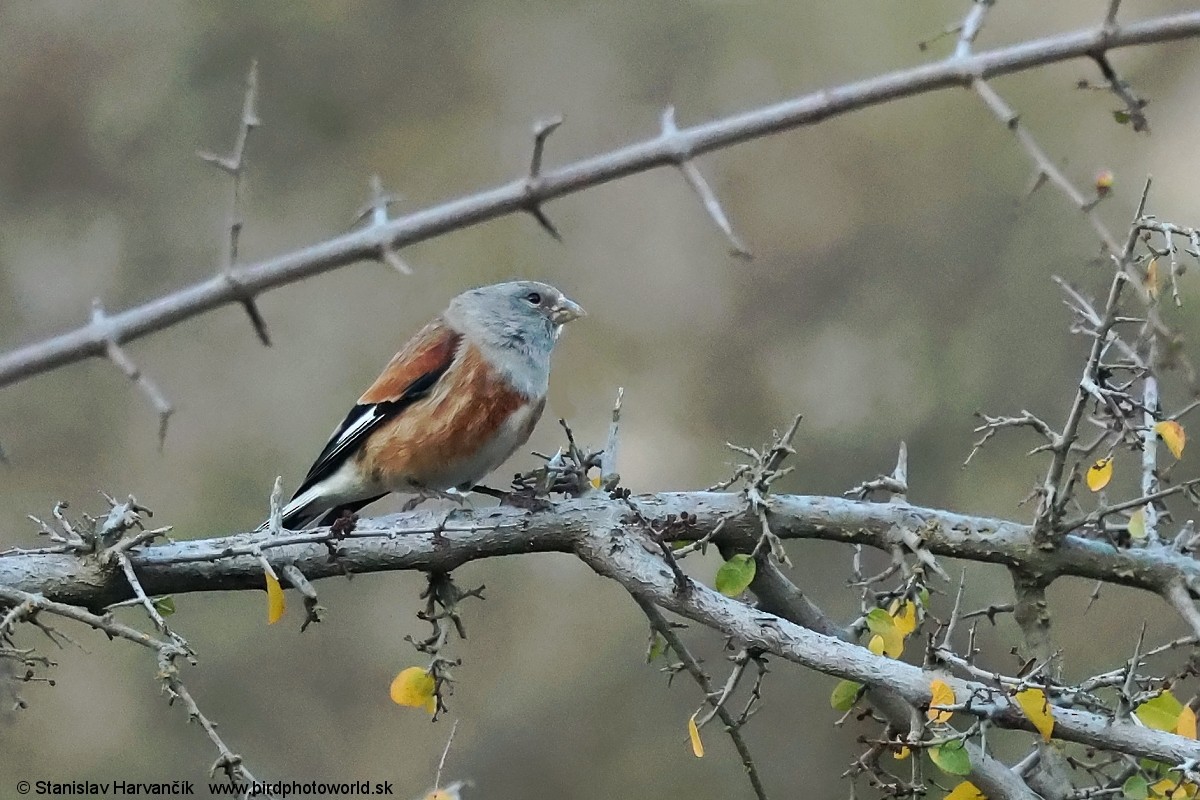 Yemen Linnet - ML632050880