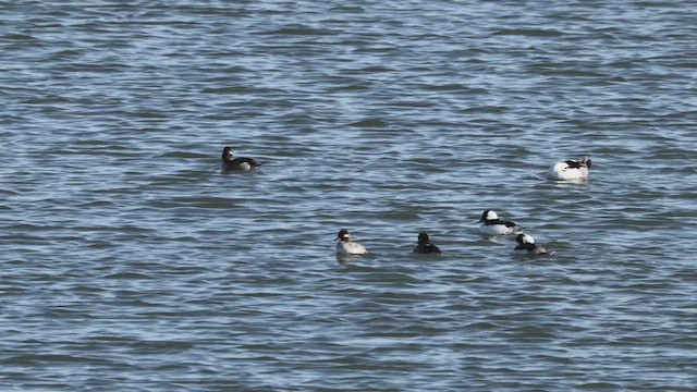 Bufflehead - ML632050937