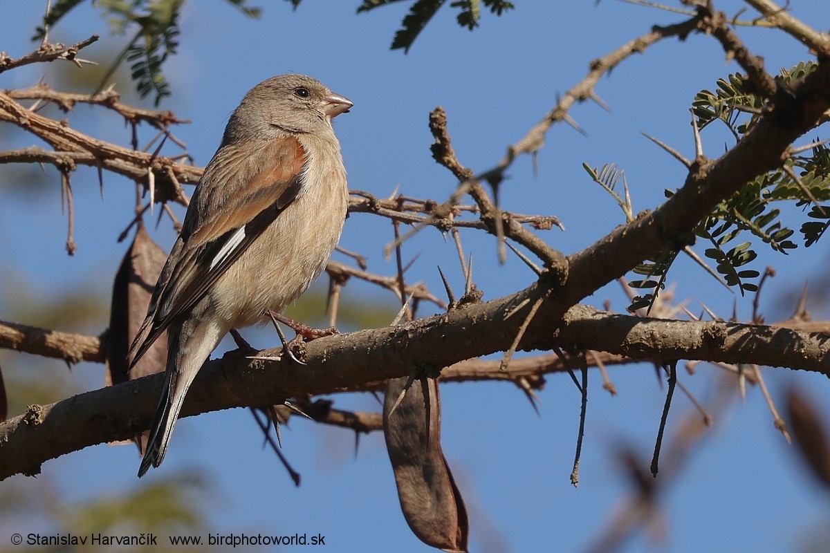 Yemen Linnet - ML632050950