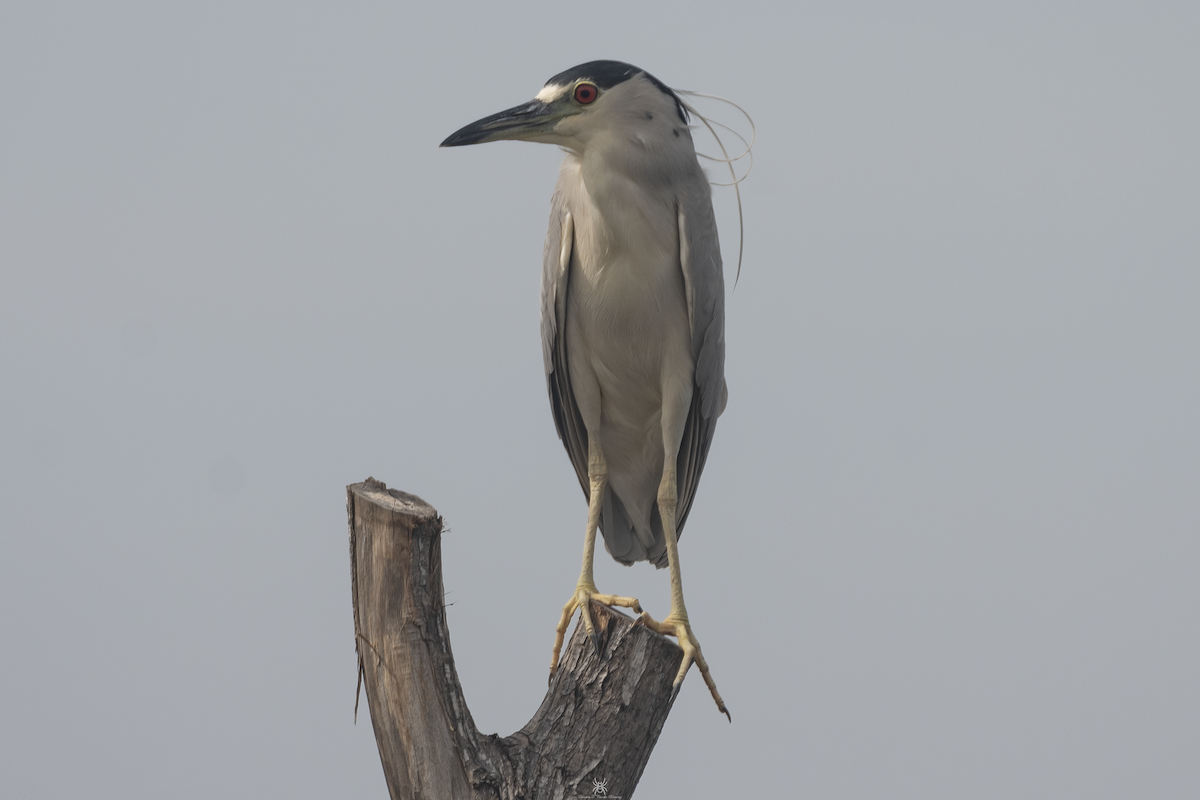 Black-crowned Night Heron - ML632050955
