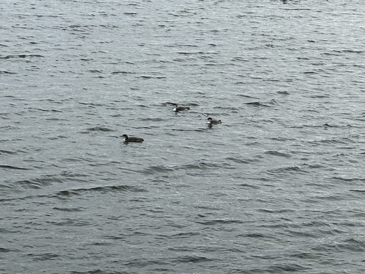 Common Loon - ML632050988