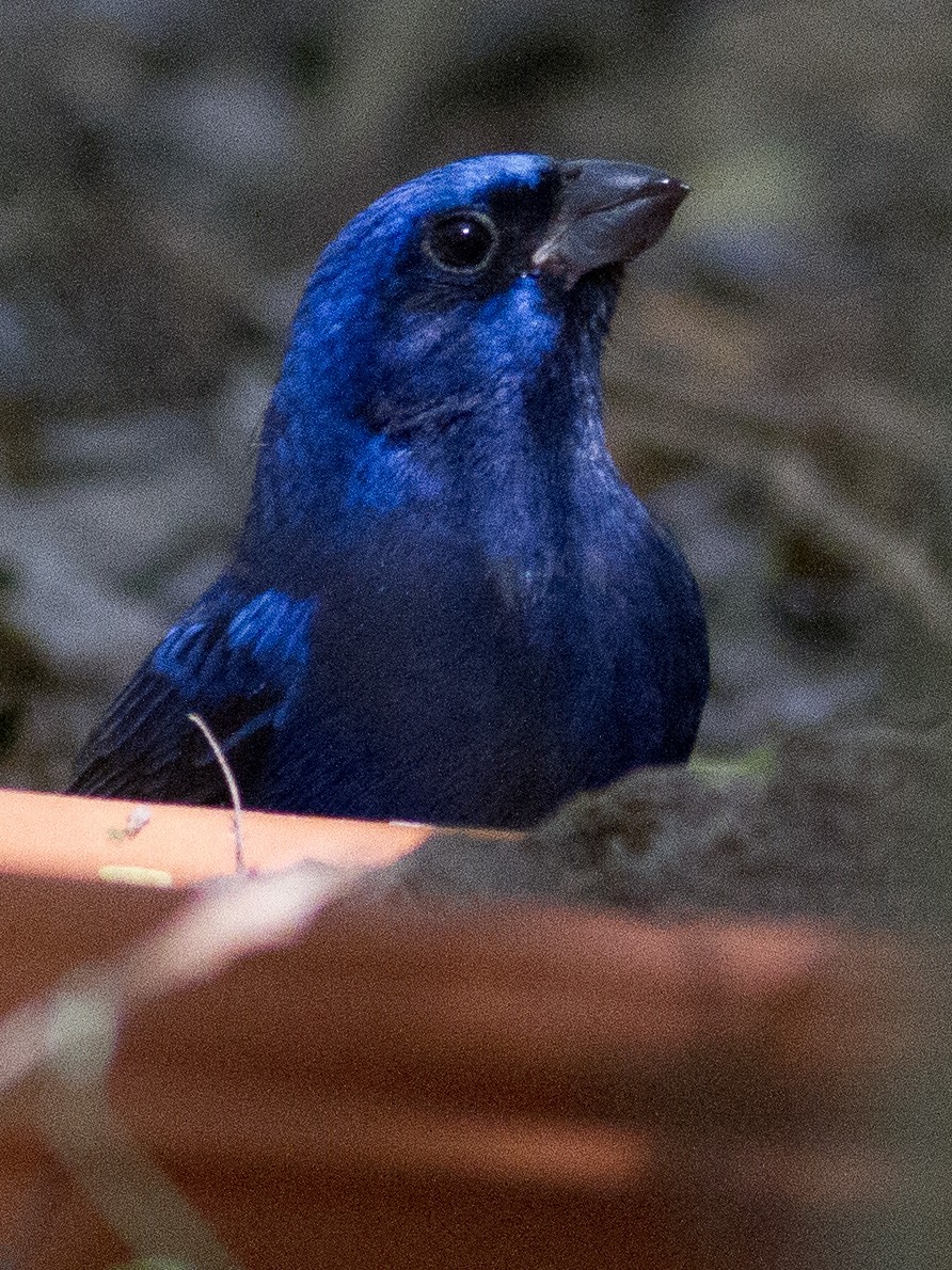 Blue Bunting - ML632051001