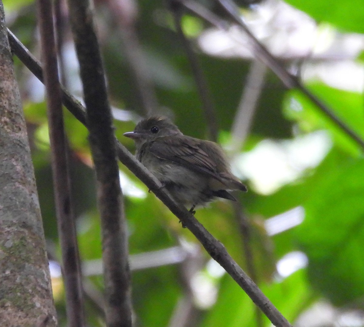 Tiny Tyrant-Manakin - ML632051002