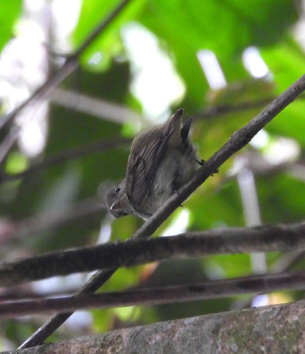 Tiny Tyrant-Manakin - ML632051003