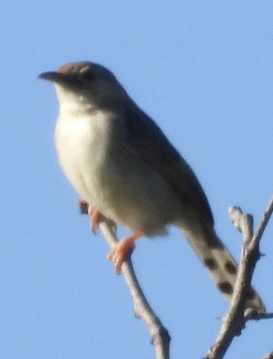 Prinia Modesta - ML632051118