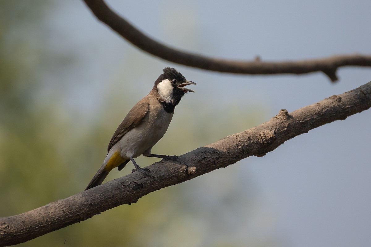 White-eared Bulbul - ML632051134