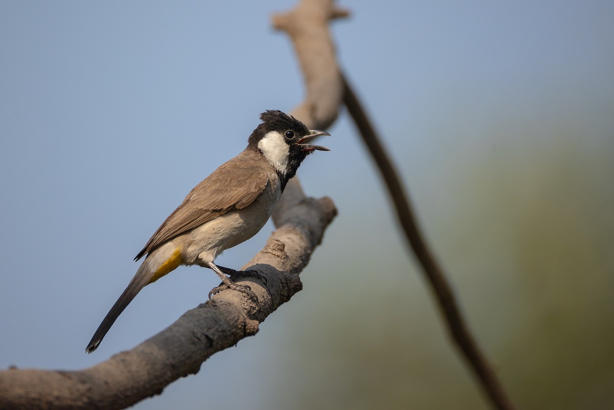 White-eared Bulbul - ML632051135