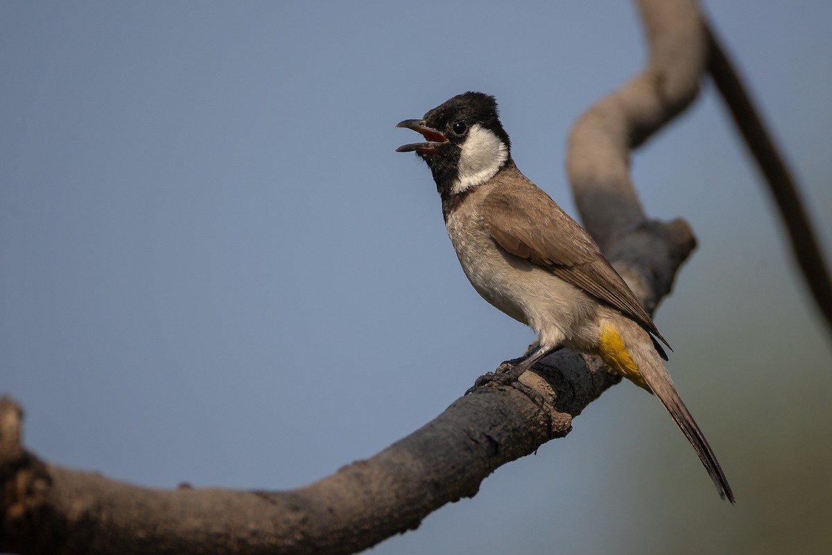 White-eared Bulbul - ML632051136