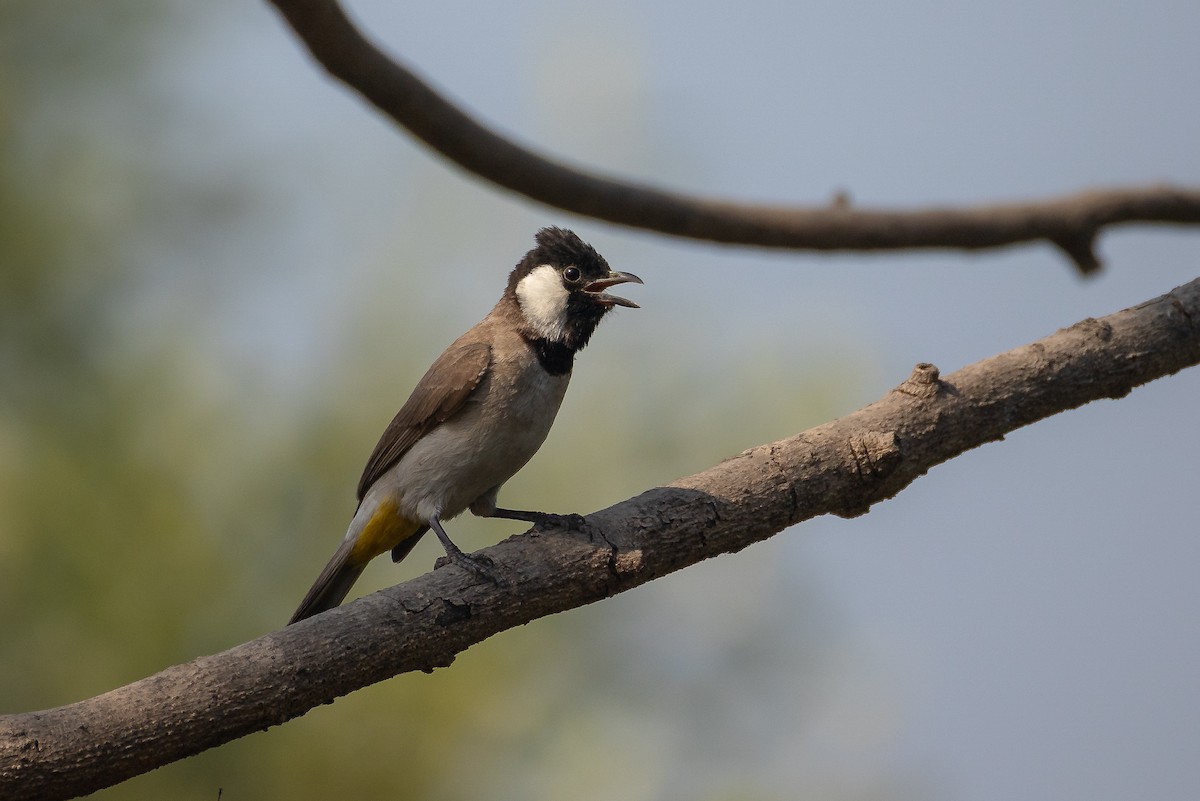 White-eared Bulbul - ML632051137