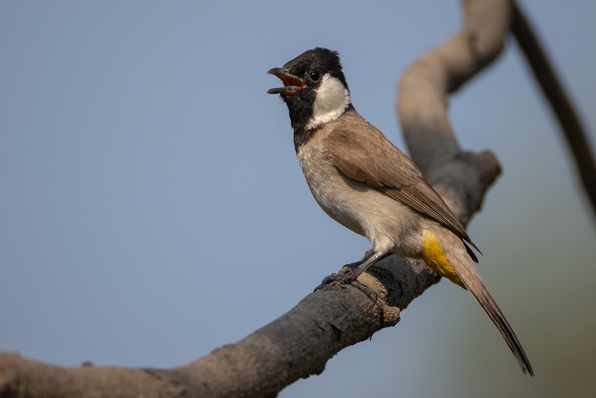 White-eared Bulbul - ML632051138