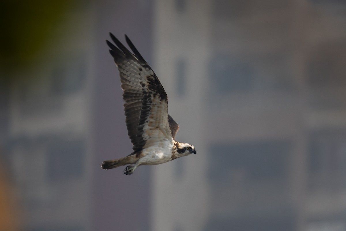 Osprey - ML632051142