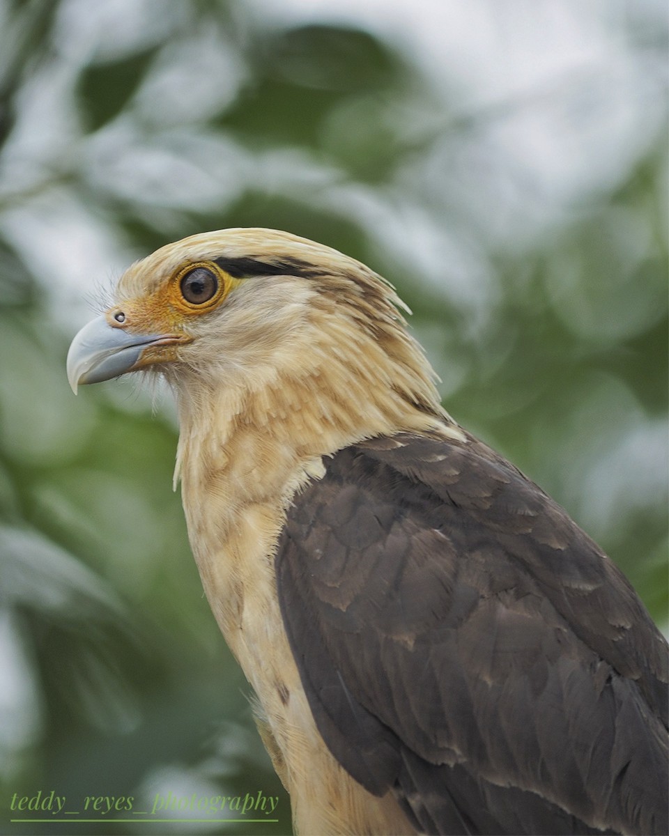 Yellow-headed Caracara - ML632051208