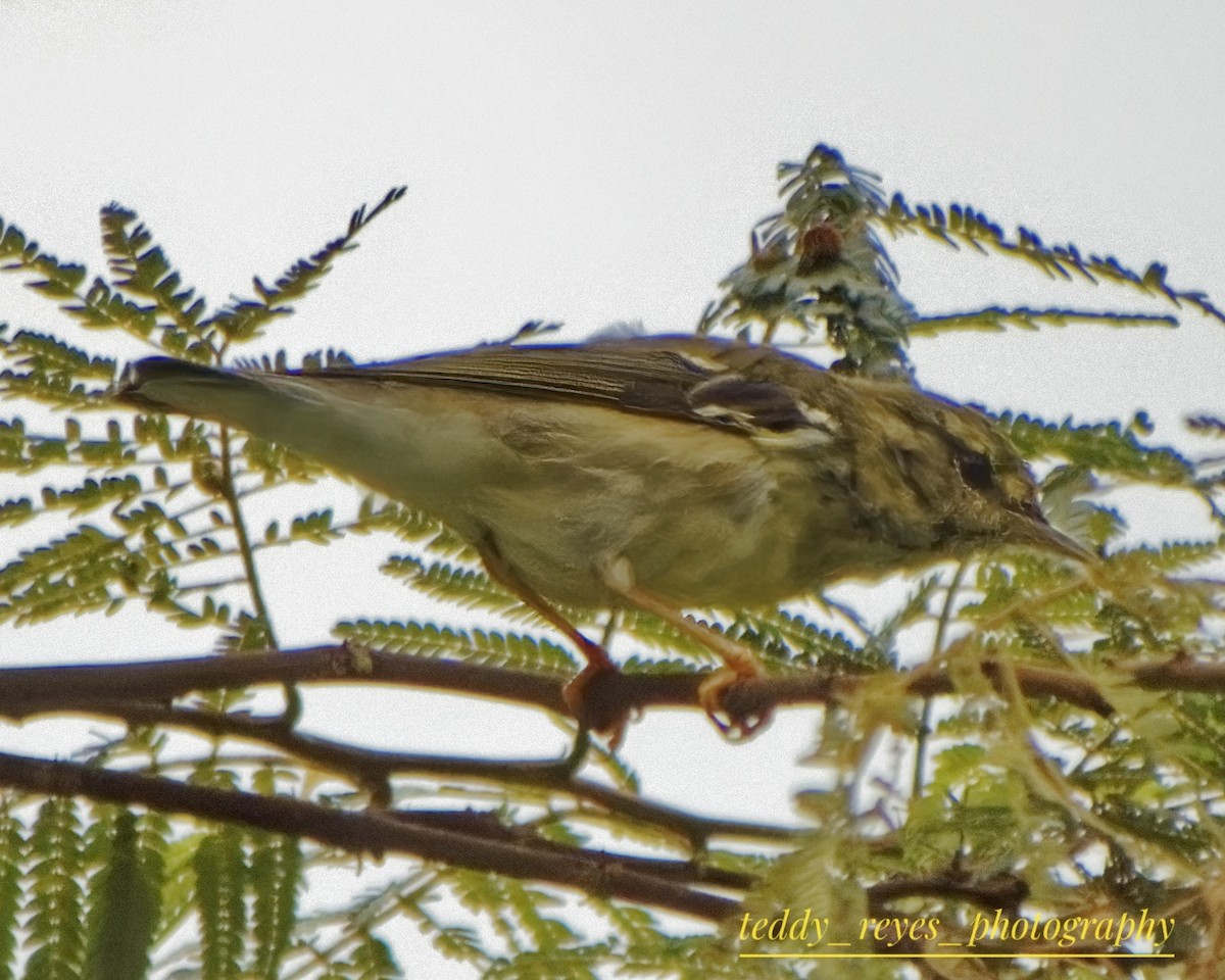 Blackpoll Warbler - ML632051225