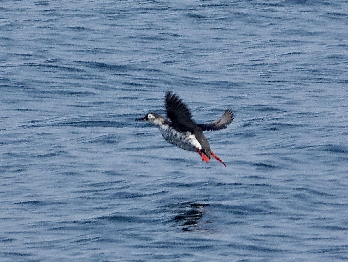Spectacled Guillemot - ML632051318
