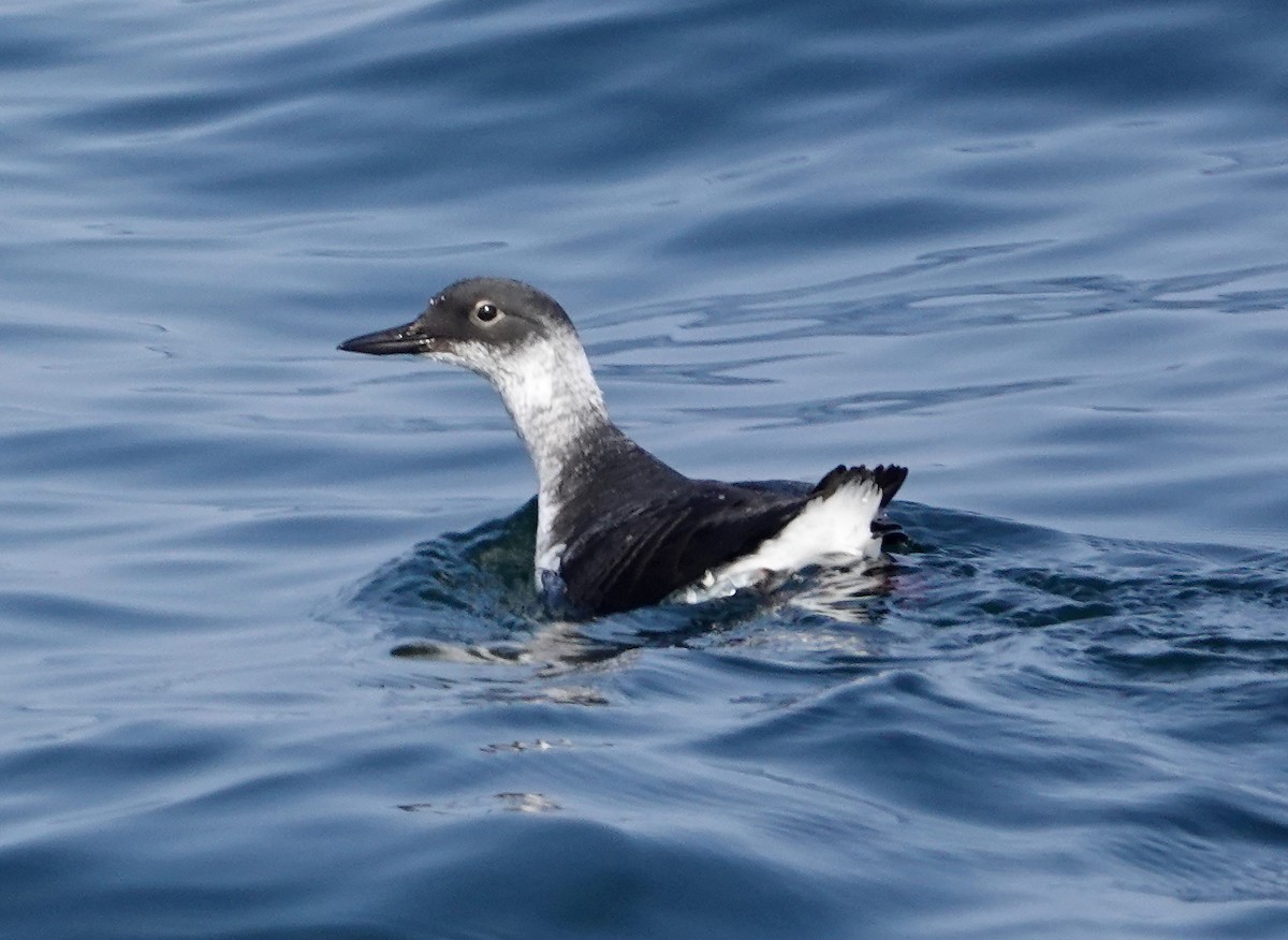 Pigeon Guillemot (snowi) - ML632051335