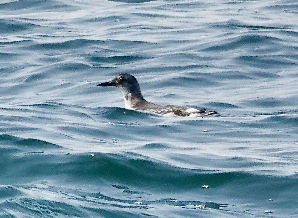 Pigeon Guillemot (columba Group) - ML632051402