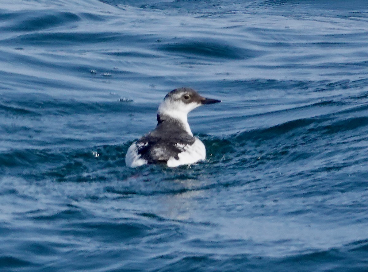 Pigeon Guillemot (columba Group) - ML632051403